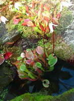 Heliamphora_nutans2.jpg