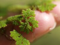 Azolla_caroliniana.jpg