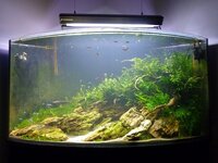 corner aquascape 1.jpg