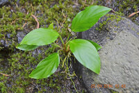 Anubias Heterophyla.jpg