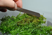 Moss cut.jpg