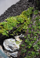 Moss on wood.jpg