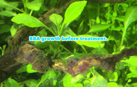 BBA%20algae%20treatment%20-02_zpsrzdxquzk.jpg