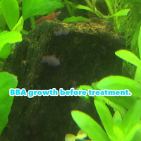 BBA%20algae%20treatment%20-03_zpsemdimyup.jpg