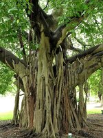 ficusreligiosa3.jpg