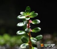 rotala-indica-513f450d0a20a.jpg