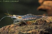 caridina_sp_gelbhorn1.jpg