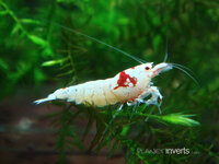 crystal_red_shrimp_SSS_grade.jpg