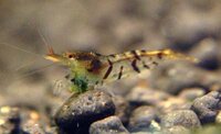 tiger_shrimp_1.jpg