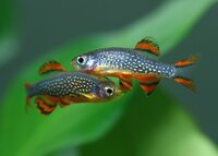 Danio-margaritatus-displaying-males-1.jpg