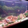 Aquamaniac Fishtanks