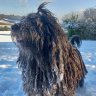 Dreadlockdog